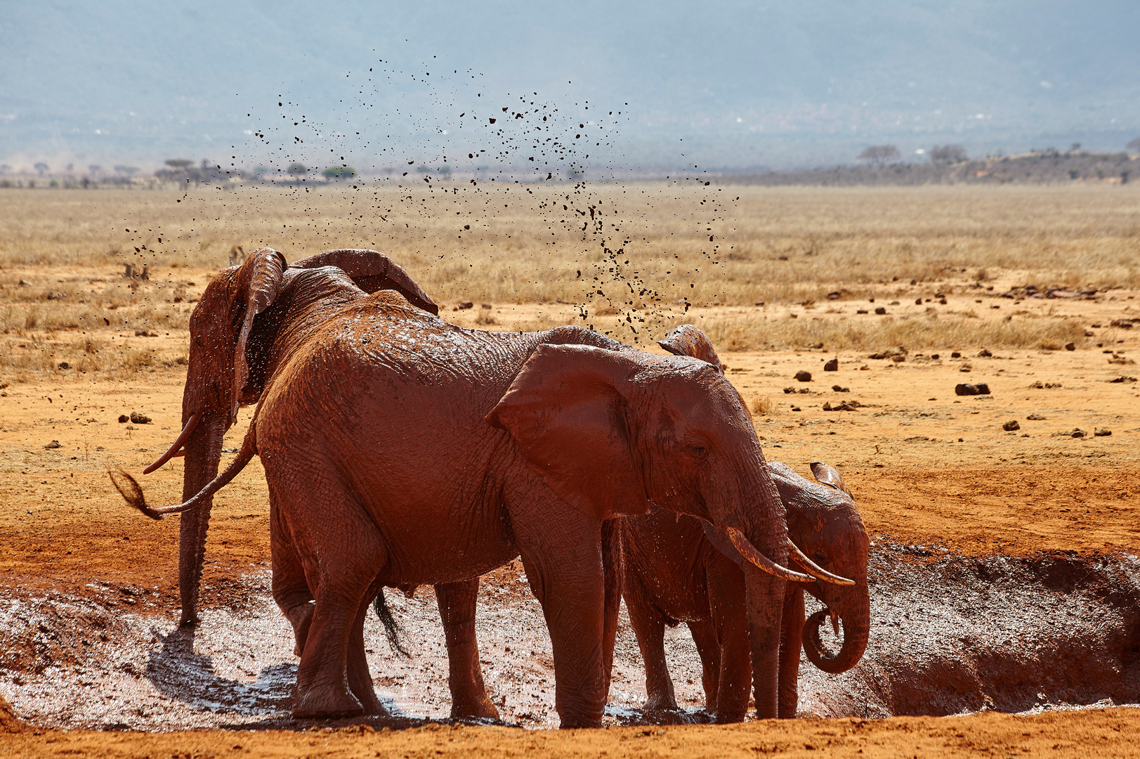 Red Elephant in Tsavo Ost National Park Kenia