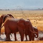 Red Elephant in Tsavo Ost National Park Kenia