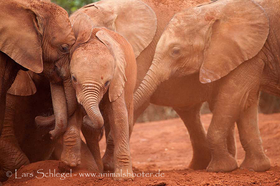 Red Elephants