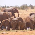 Red Elephants in Tsavo