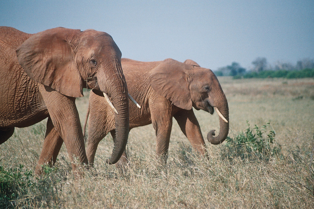 Red Elephants of Tsavo