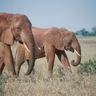 Red Elephants of Tsavo