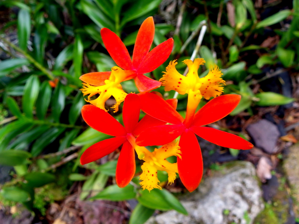 Red Epidendrum Orchid