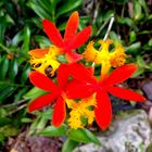 Red Epidendrum Orchid