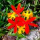 Red Epidendrum Orchid
