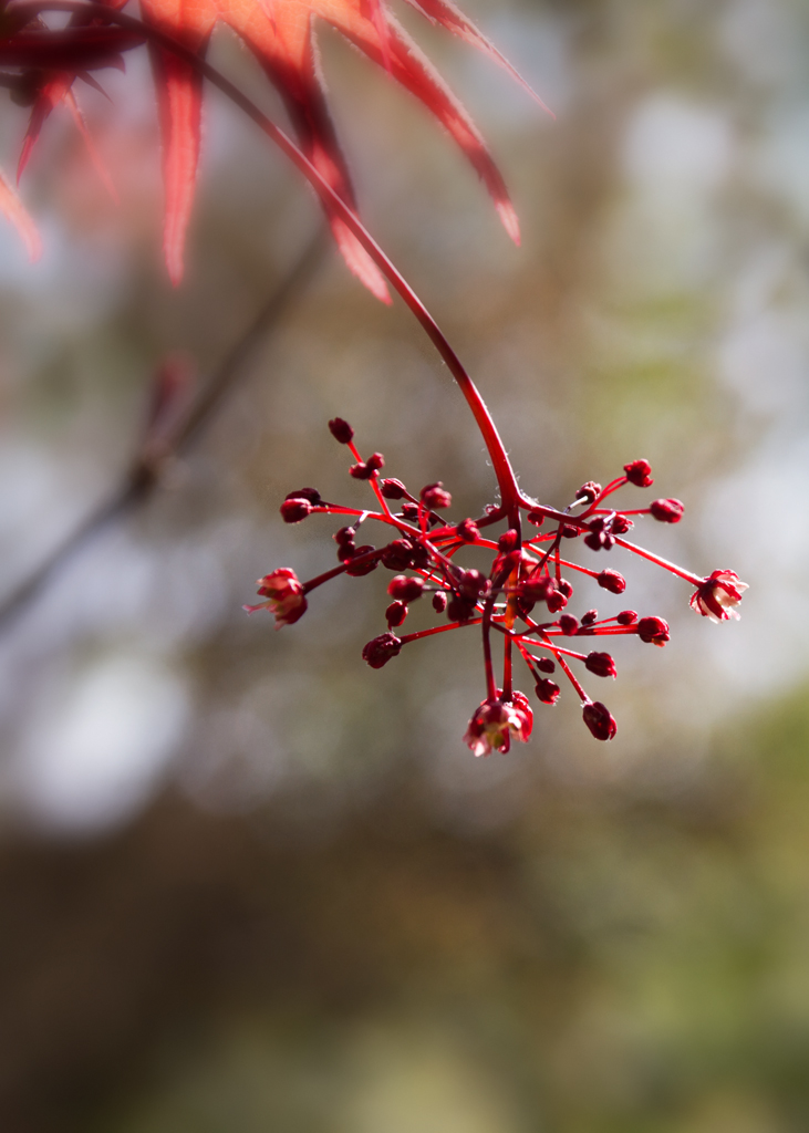 Red explosion