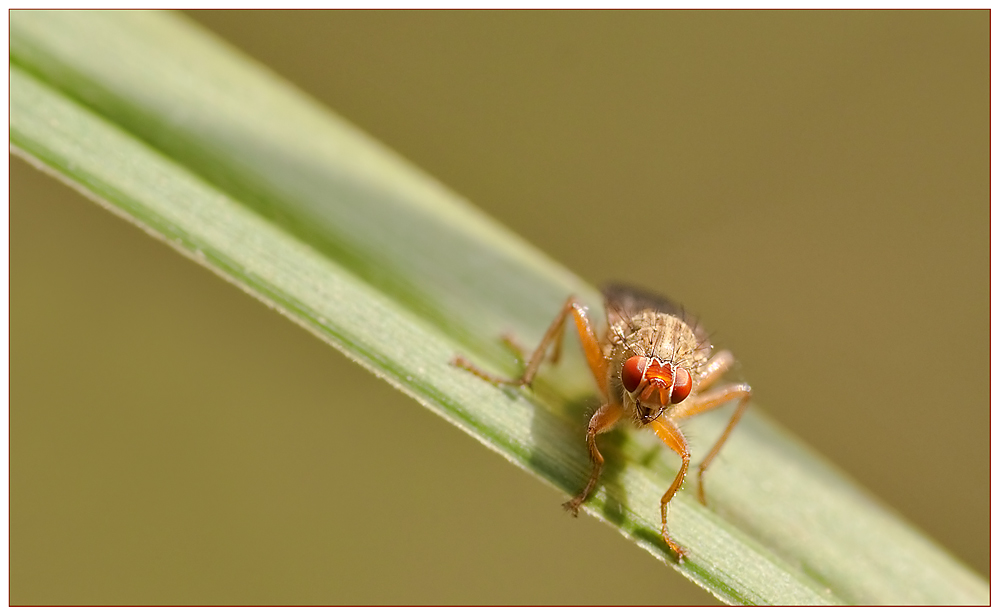 Red Eye