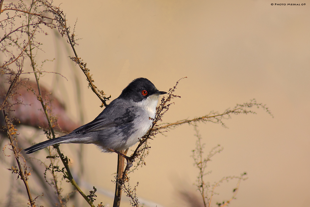 RED EYE