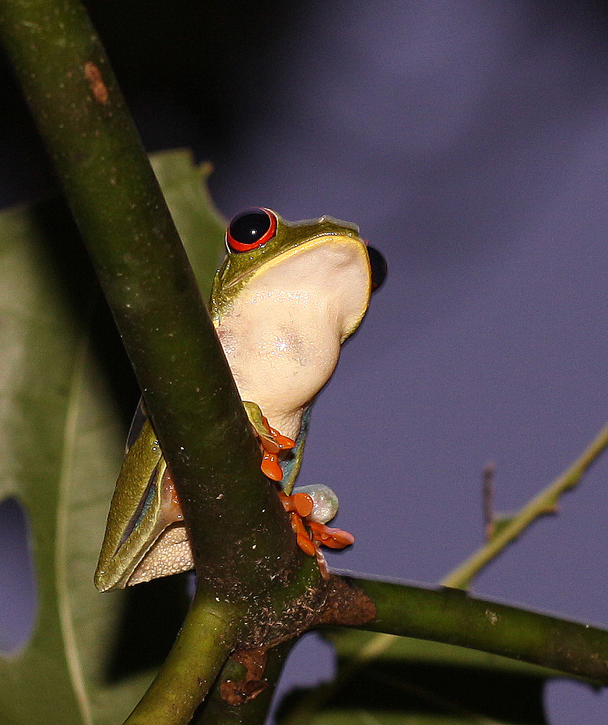 red eye frog