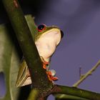 red eye frog