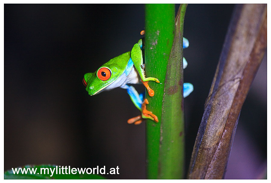 Red Eye Frog @ Costa Rica