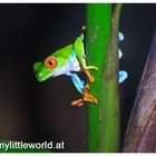 Red Eye Frog @ Costa Rica