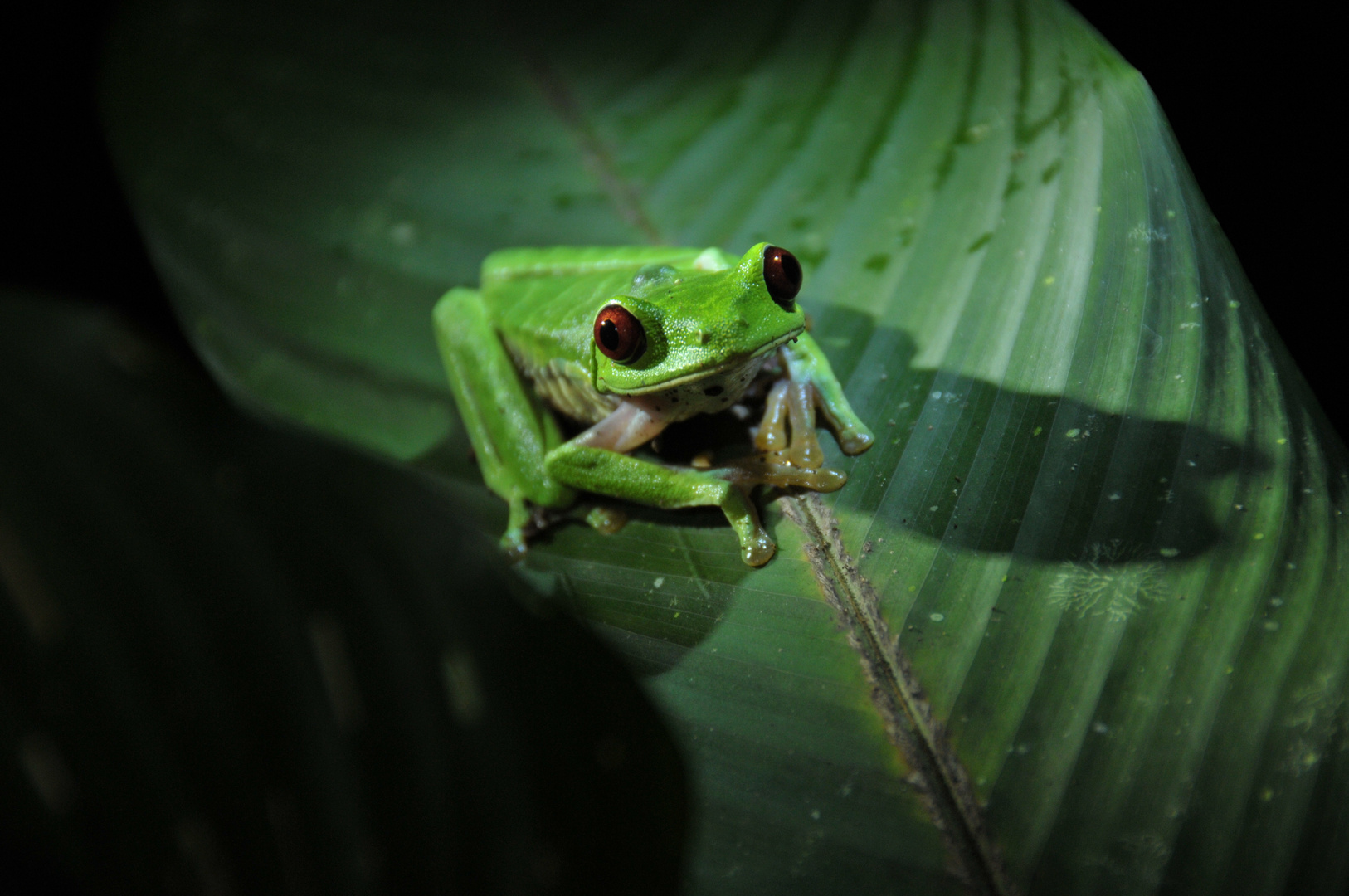 Red Eye Frog in Corcovado National Park - Drake Bay