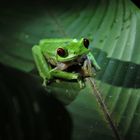 Red Eye Frog in Corcovado National Park - Drake Bay