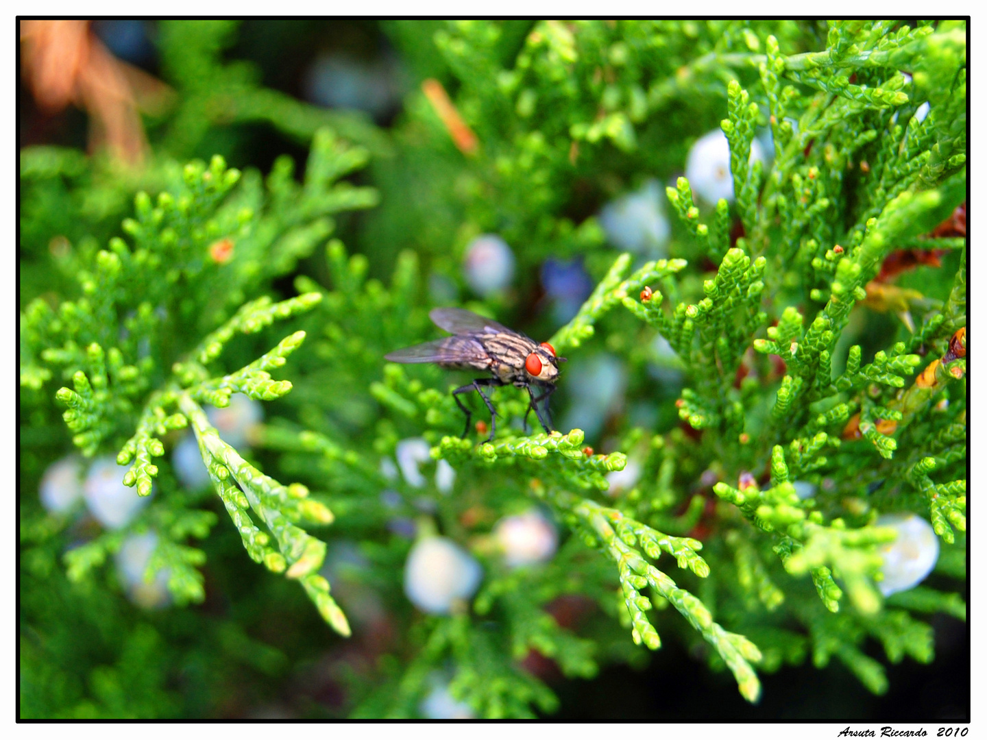 red-eye in the green