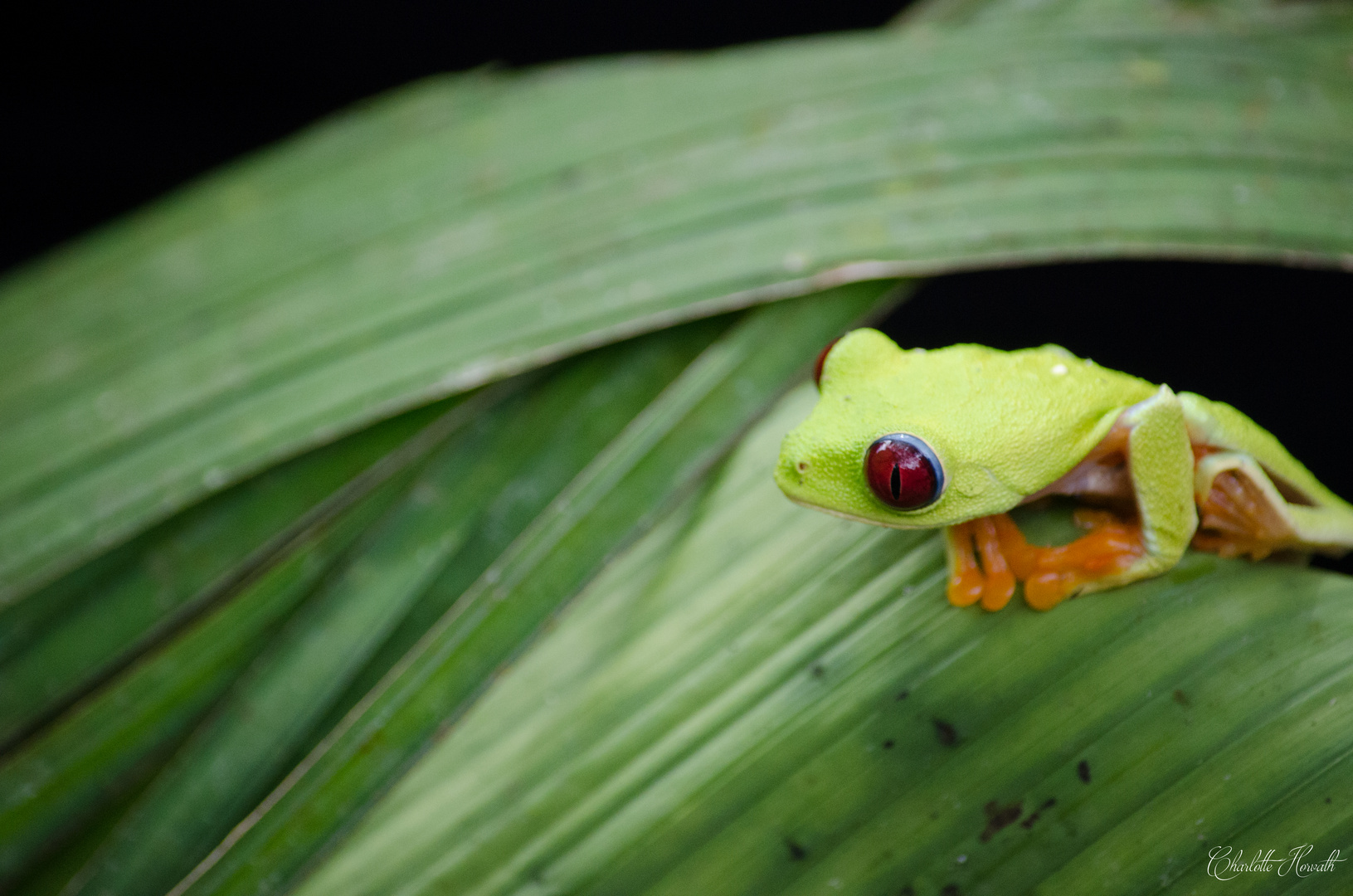 Red-eye tree frog