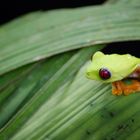 Red-eye tree frog