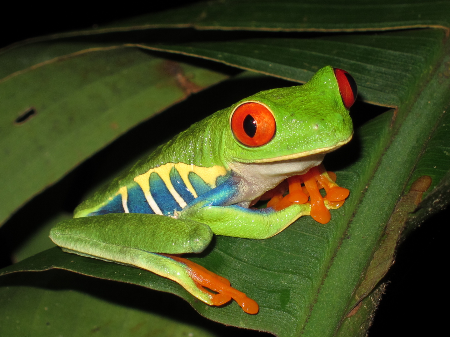 Red Eye Tree Frog