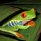 Red Eye Tree Frog