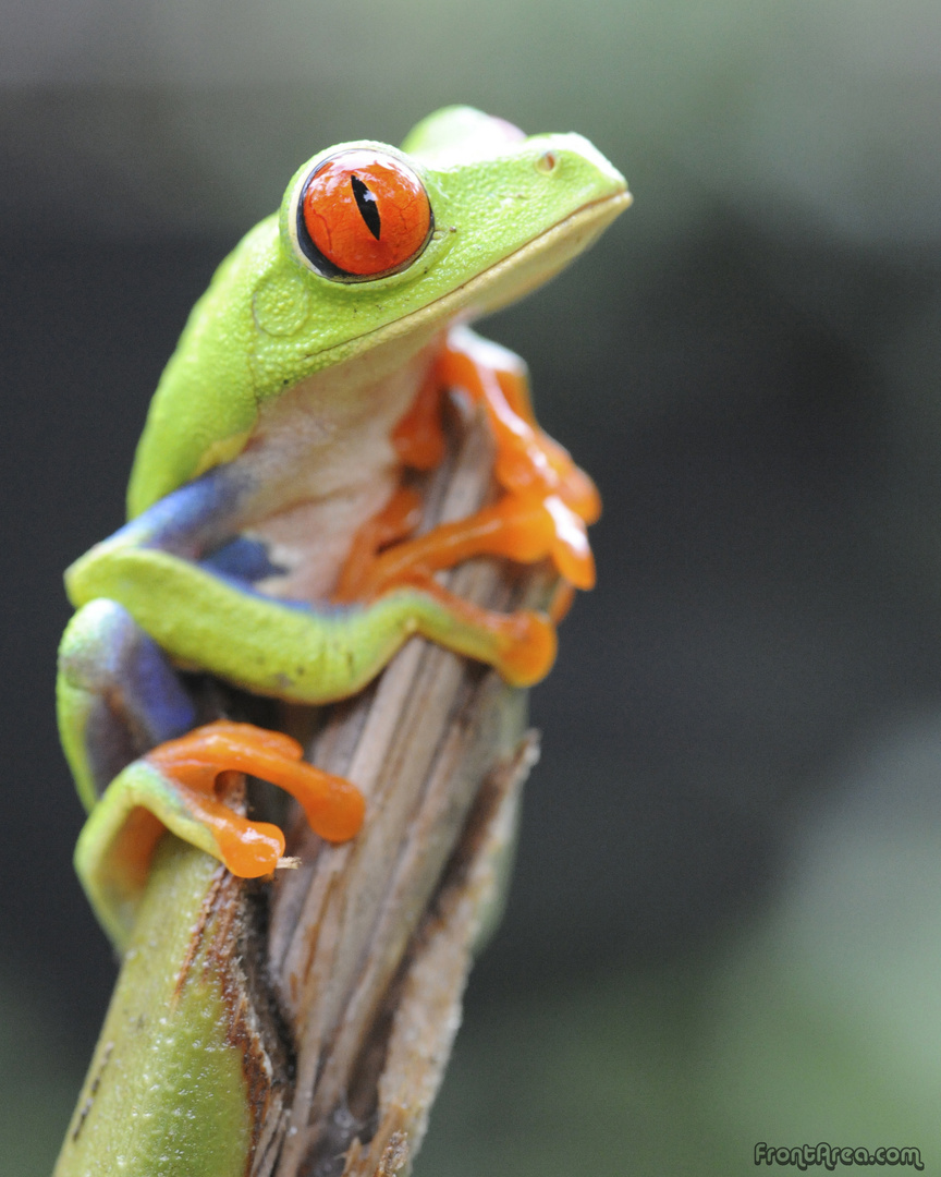 RED EYE TREE FROG