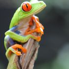 RED EYE TREE FROG