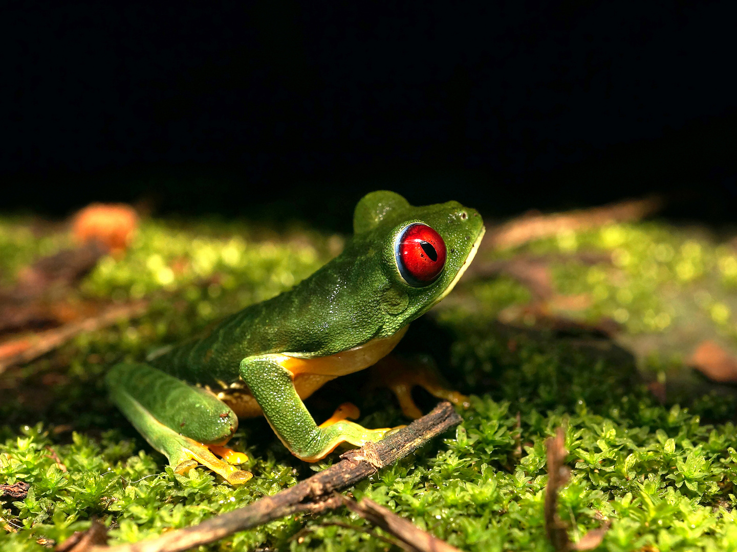 Red Eye Tree Frog Costa Rica