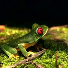 Red Eye Tree Frog Costa Rica