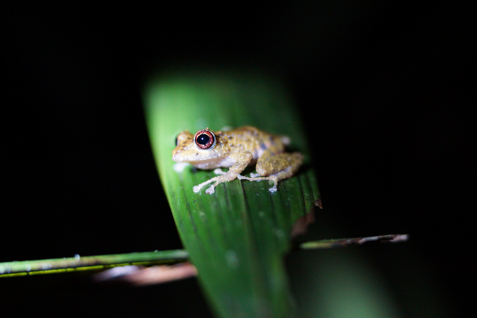 Red Eye Tree Frog - Costa Rica