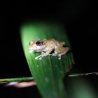 Red Eye Tree Frog - Costa Rica