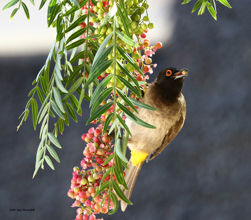 Red-eyed Bulbul