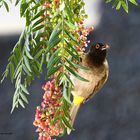 Red-eyed Bulbul