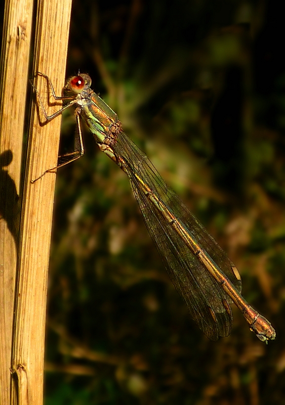 Red-eyed Damselfly (female)