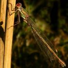 Red-eyed Damselfly (female)