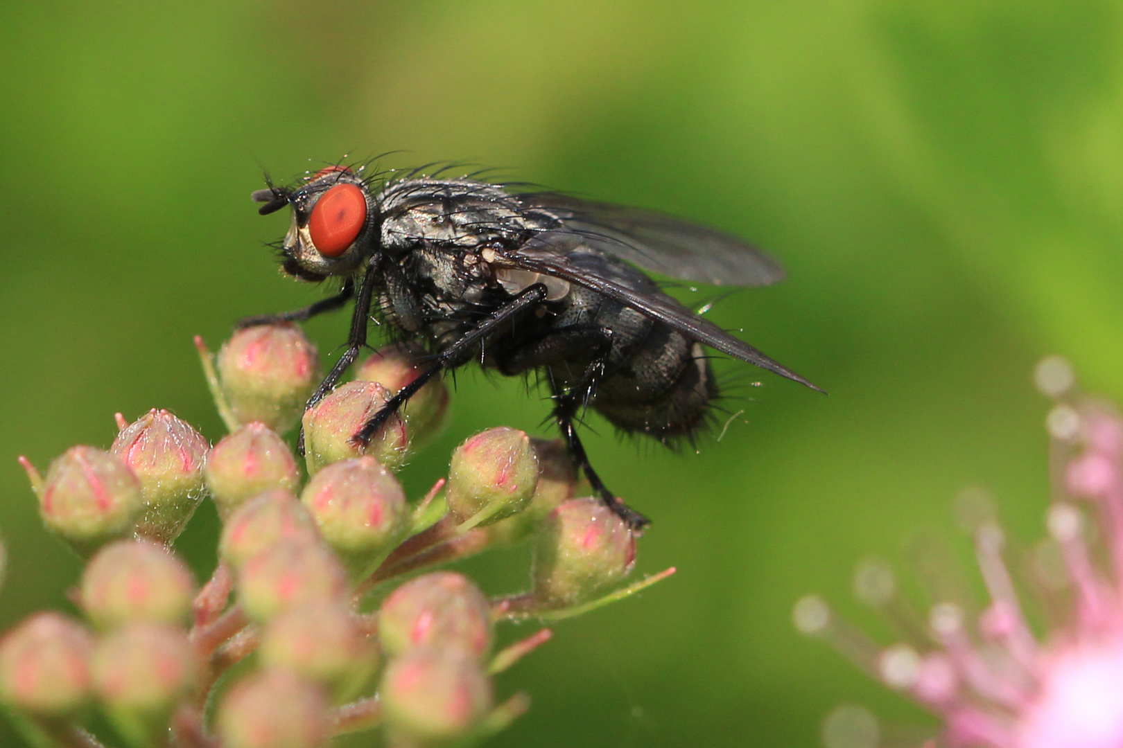 Red Eyed Fly