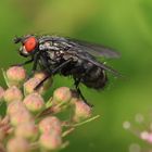 Red Eyed Fly