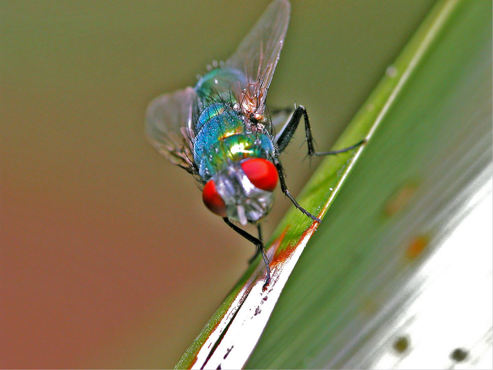 red-eyed fly