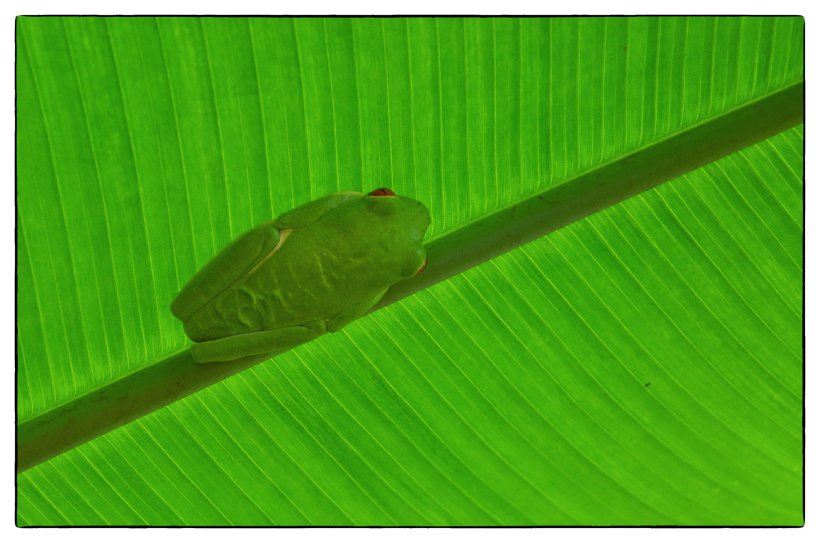 Red-eyed frog