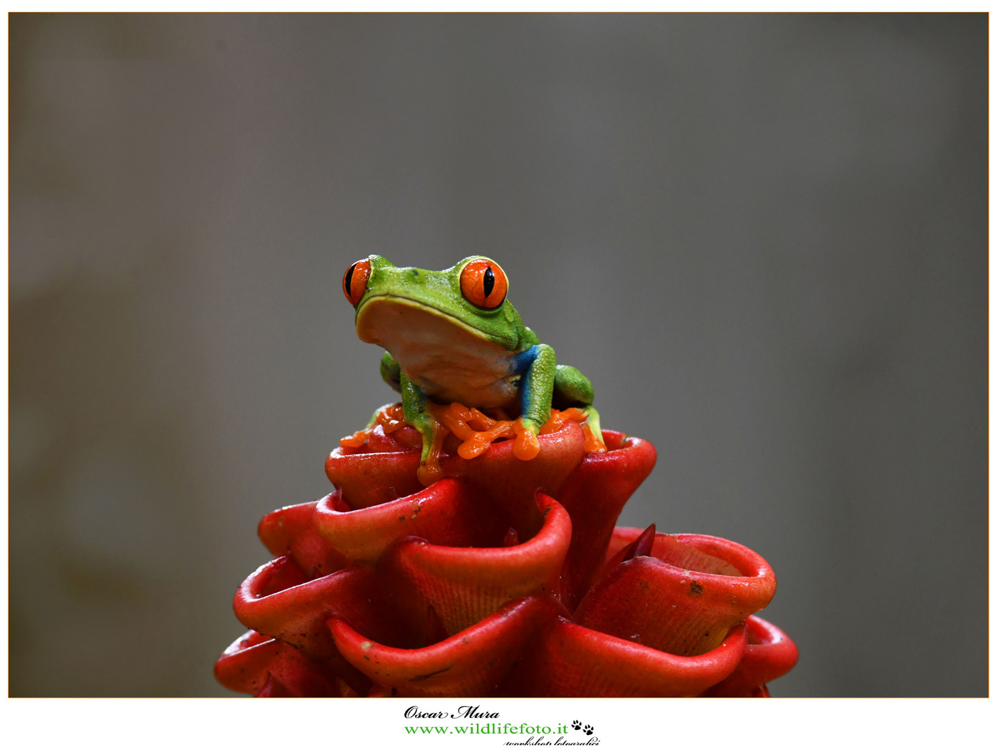 Red-eyed Leaf Frog costarica workshop  www.wildlifefoto.it