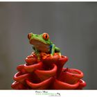 Red-eyed Leaf Frog costarica workshop  www.wildlifefoto.it
