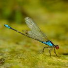 ~ Red Eyed Slime Warrior ~ (Erythromma viridulum, m)