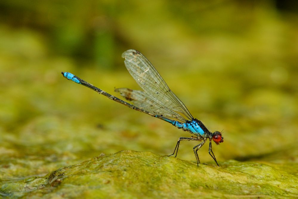 ~ Red Eyed Slime Warrior ~ (Erythromma viridulum, m)