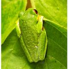 Red-eyed Tree Frog