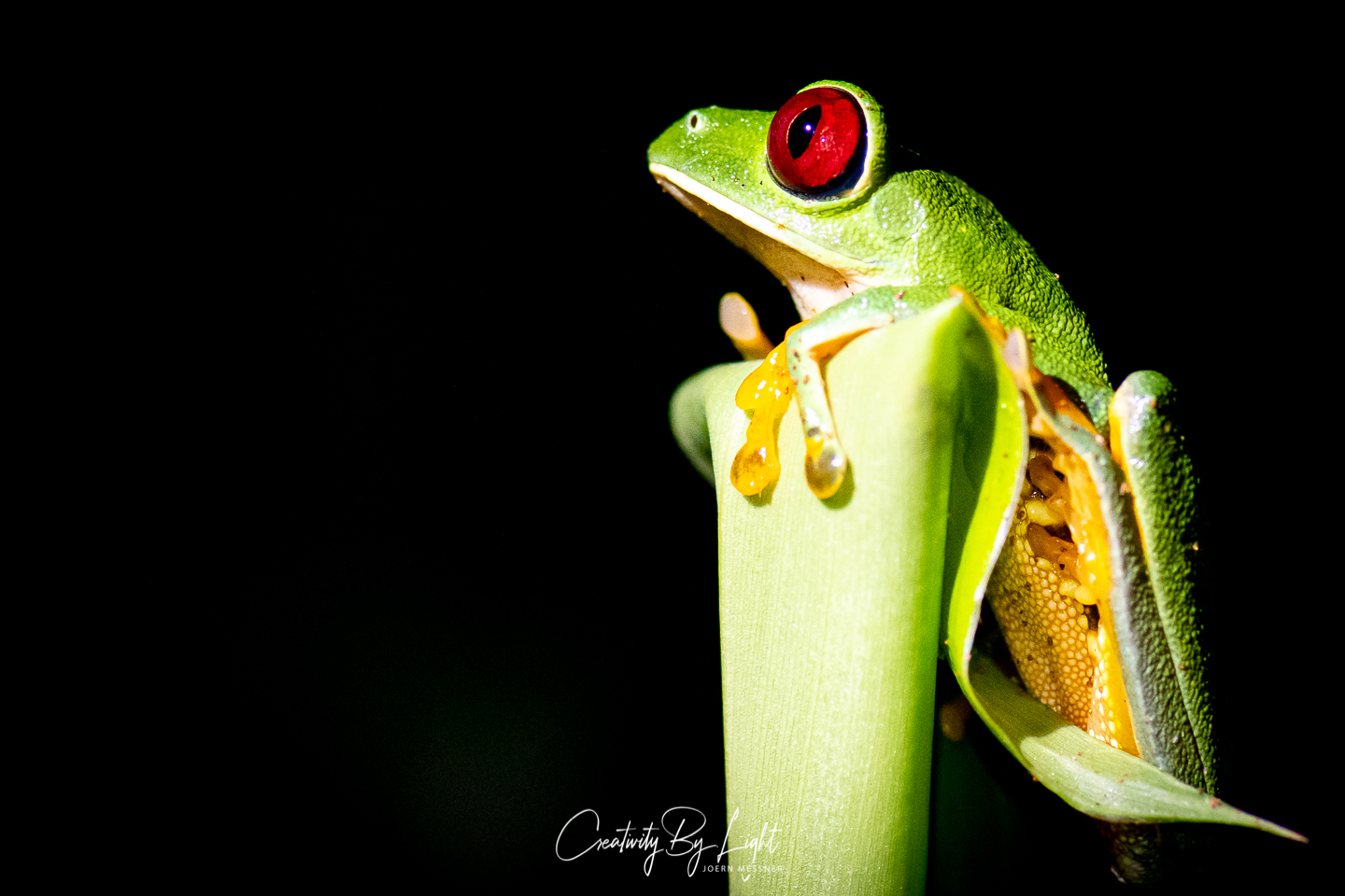 Red-Eyed Tree Frog