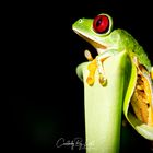 Red-Eyed Tree Frog