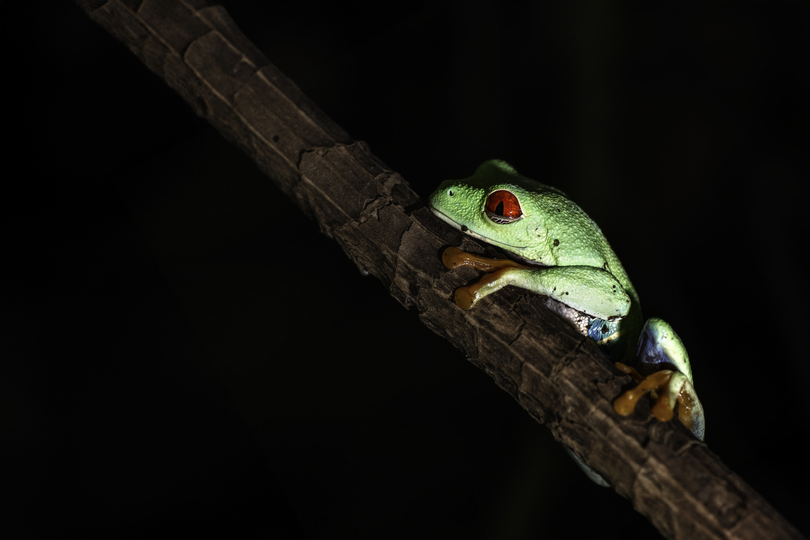 red-eyed tree frog