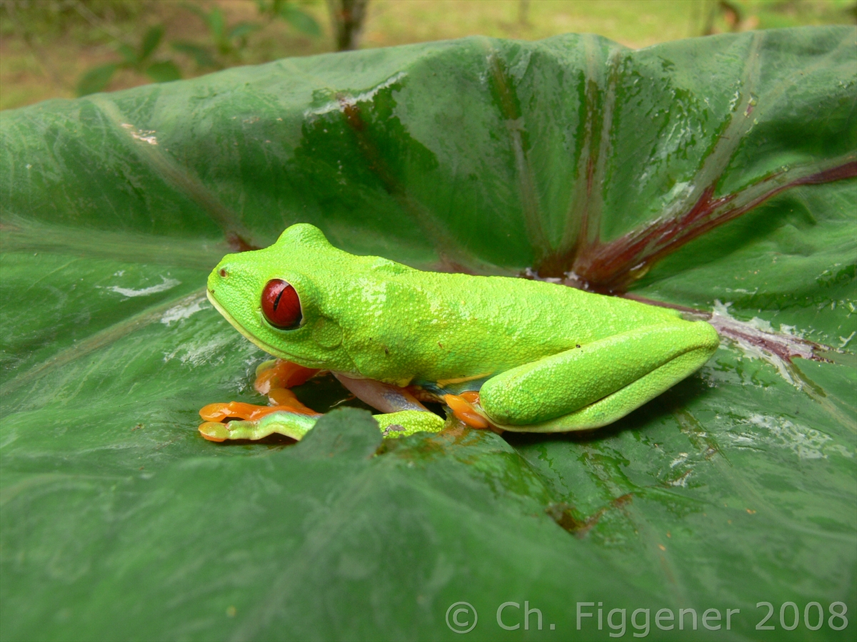 Red Eyed Tree Frog