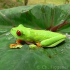 Red Eyed Tree Frog