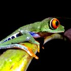 Red-eyed tree frog