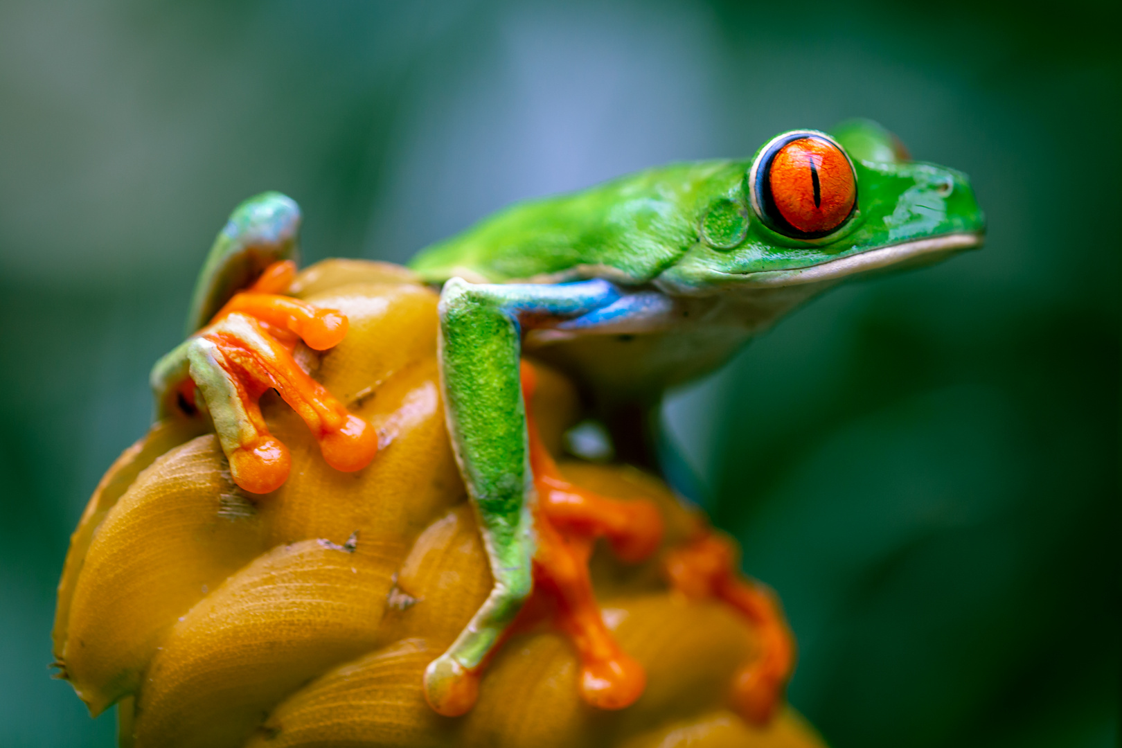 Red-eyed tree frog