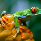 Red-eyed tree frog